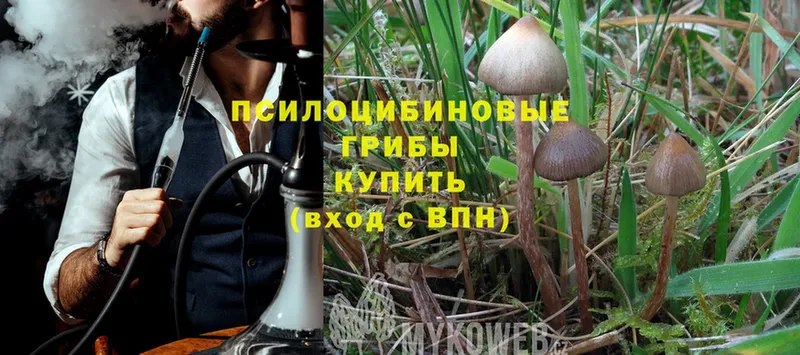 Галлюциногенные грибы MAGIC MUSHROOMS  где можно купить наркотик  Нелидово 